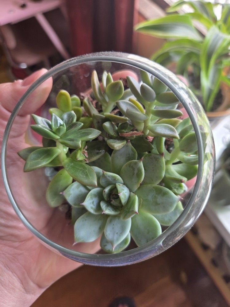 4" GLASS SUCCULENT BOWL