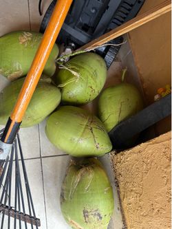 Fresh Coconuts
