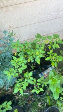 Tomatillo plants