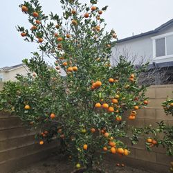 Homegrown Mandarins - Get Today And Donate For Families In Need