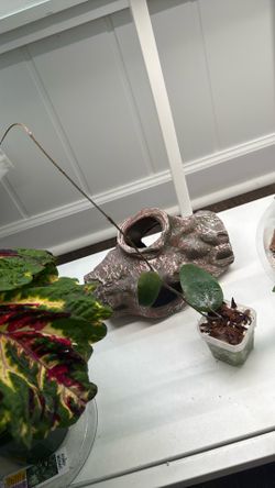 Hoya Towutiensis