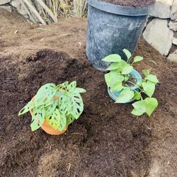 Organic Soil