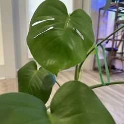 monstera plant