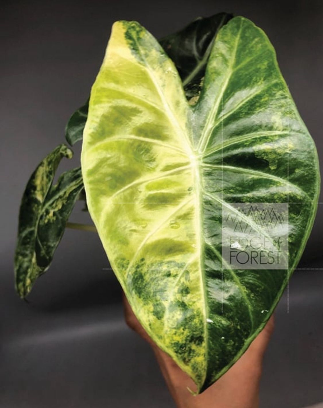 Alocasia Pink Dragon Aurea