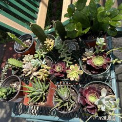 Cactus Y Otras