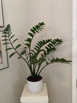 Beautifully healthy ZZ plant.