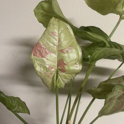 Beautiful Pink Confetti Syngonium Plant