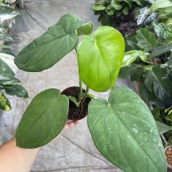 4” Syngonium Chiapense