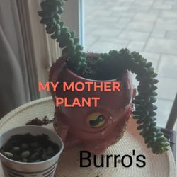 Burro's Tail Rooting Baby Buds (Sprouting Plants)