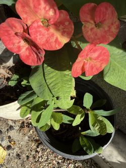 Crown of thorns