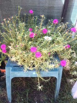 Plants