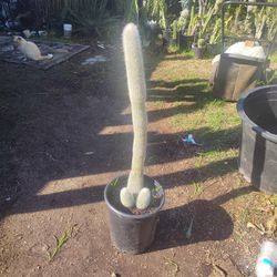 Snow Pole Cactus Plant