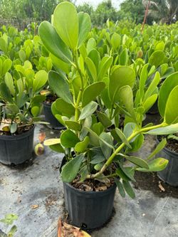 Clusias about 2 feet tall instant privacy hedge for fence