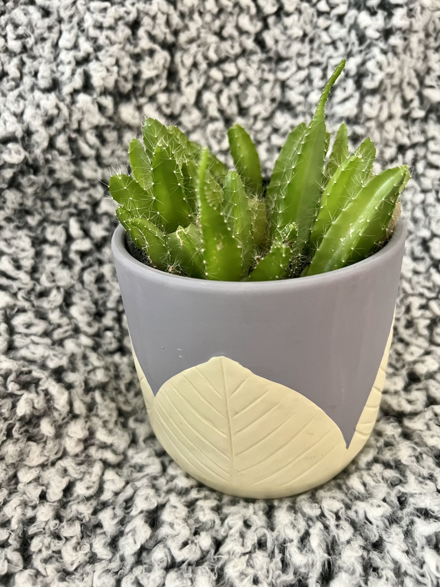 Baby Dragon Fruit Cactus Plant