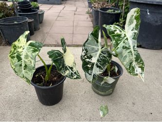 Alocasia frydek 45$ each