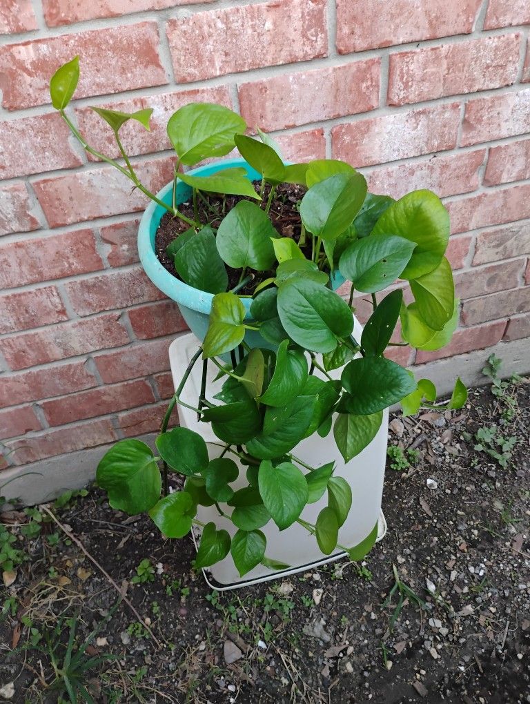 Photos Plant