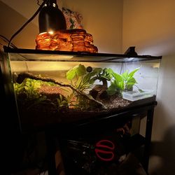 Collapsable Reptile Enclosures 
