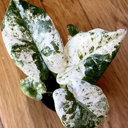 Rare Variegated Alocasia Odora Batik Plant / Free Delivery Available 