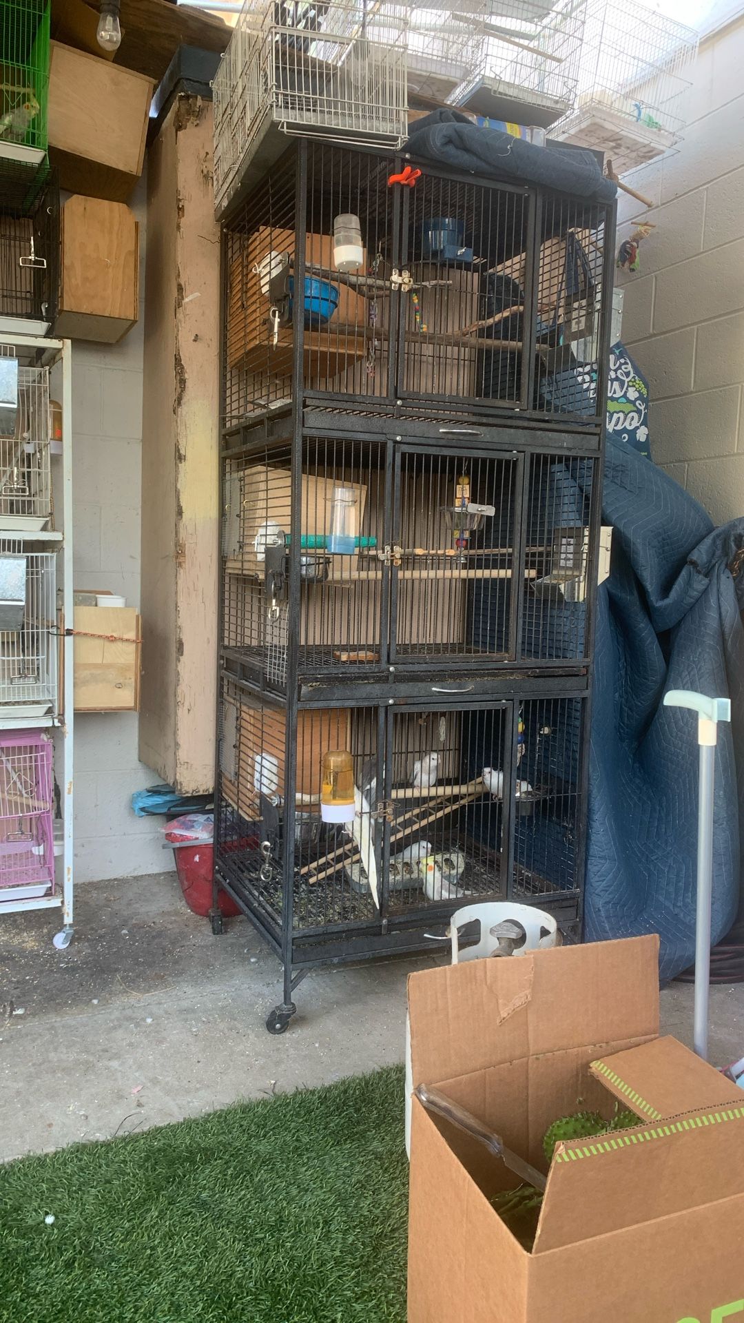 Bird Cage
