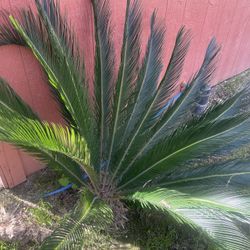 Sego Plants - Cycas & Encephalartos 