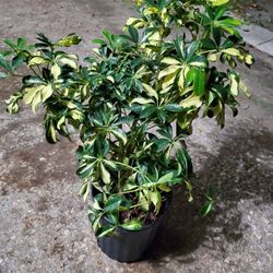 Trinette Schefflera Plant 