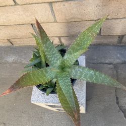 Aloe Vera 