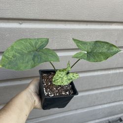 4” Syngonium Mojito