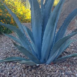 BLUE AGAVES