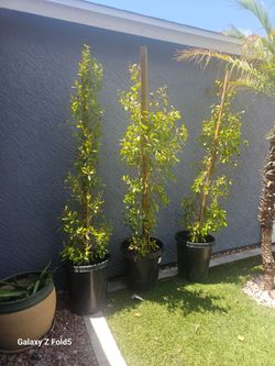 3 arboles ficus