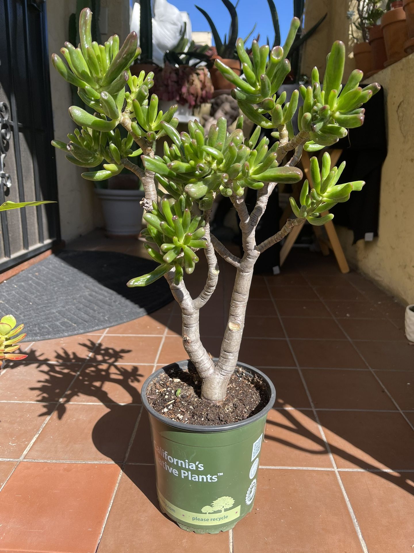 Tall Shrek Ear Succulent Plant