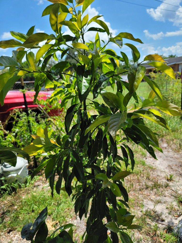 Avocado Tree