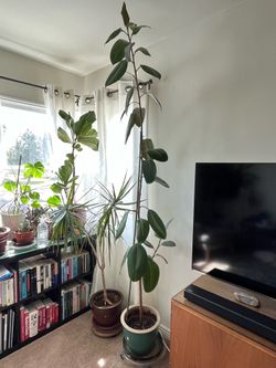 9ft Rubber Tree with Pot
