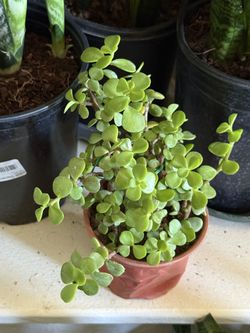 🌿—a symbol of prosperity ❤️Jade Elephant bush👉PLS READ DESCRIPTION❤️
