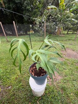 Monstera Burle Max flame 🔥