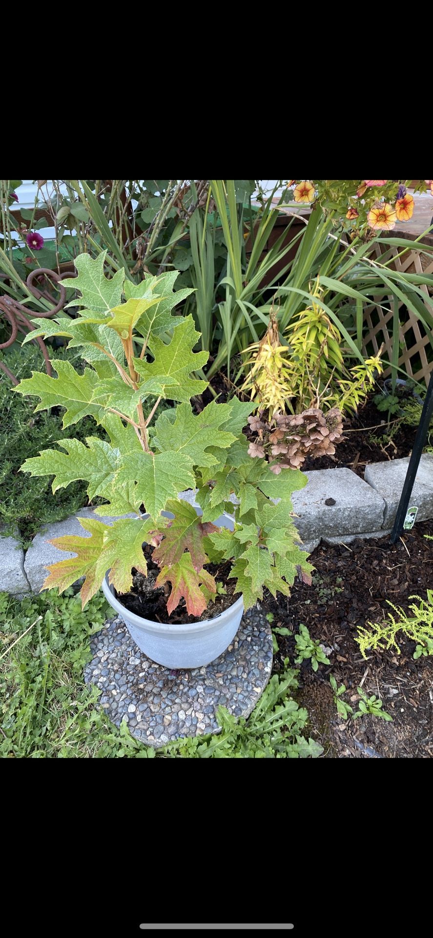 Plant And Pot Holder