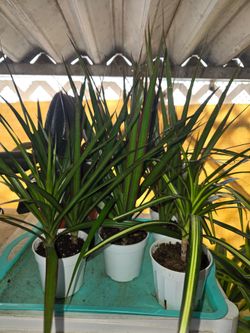 Dracaena