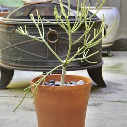 Firestick Pencil Cactus Tree