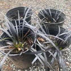 14 Types Of Ornamental Grass Perennial Plants 