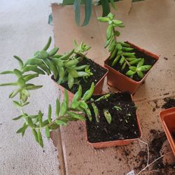 Assorted succulents 