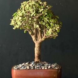 Bonsai Jade