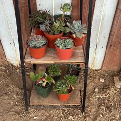 4” Succulents 
