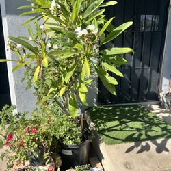 Beautiful Plumeria Plant