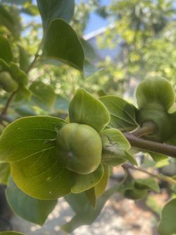 Fruit Trees