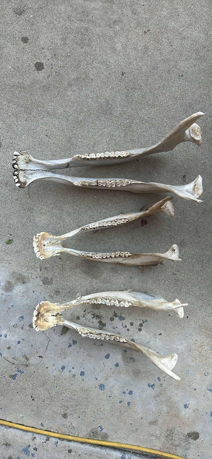 Highland Longhorn Cattle Bottom Jaw Bones