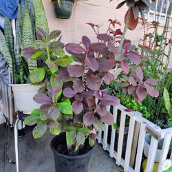 PLANTS FOR SALE