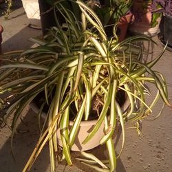 Hanging Spider Plant In A Por $14