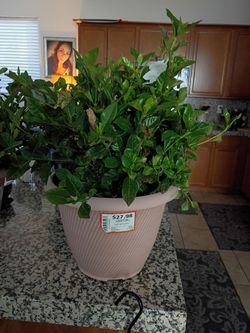 Potted Gardenia