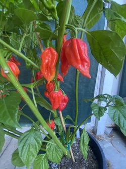 Red Scorpión Peppers Very Spicy Peppers Plant, In 5 Gallóns Pot Same Plant On The Post Pick Up Only