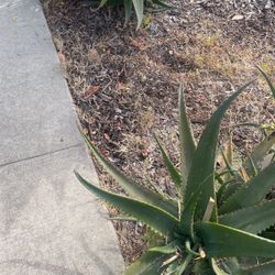 Free Aloe Leaves And /or Cuttings