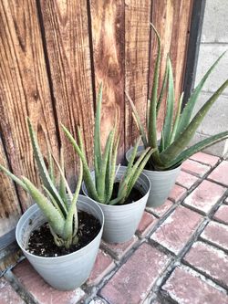 Aloe Vera Plants - Plantas de Sábila (Set of 3)